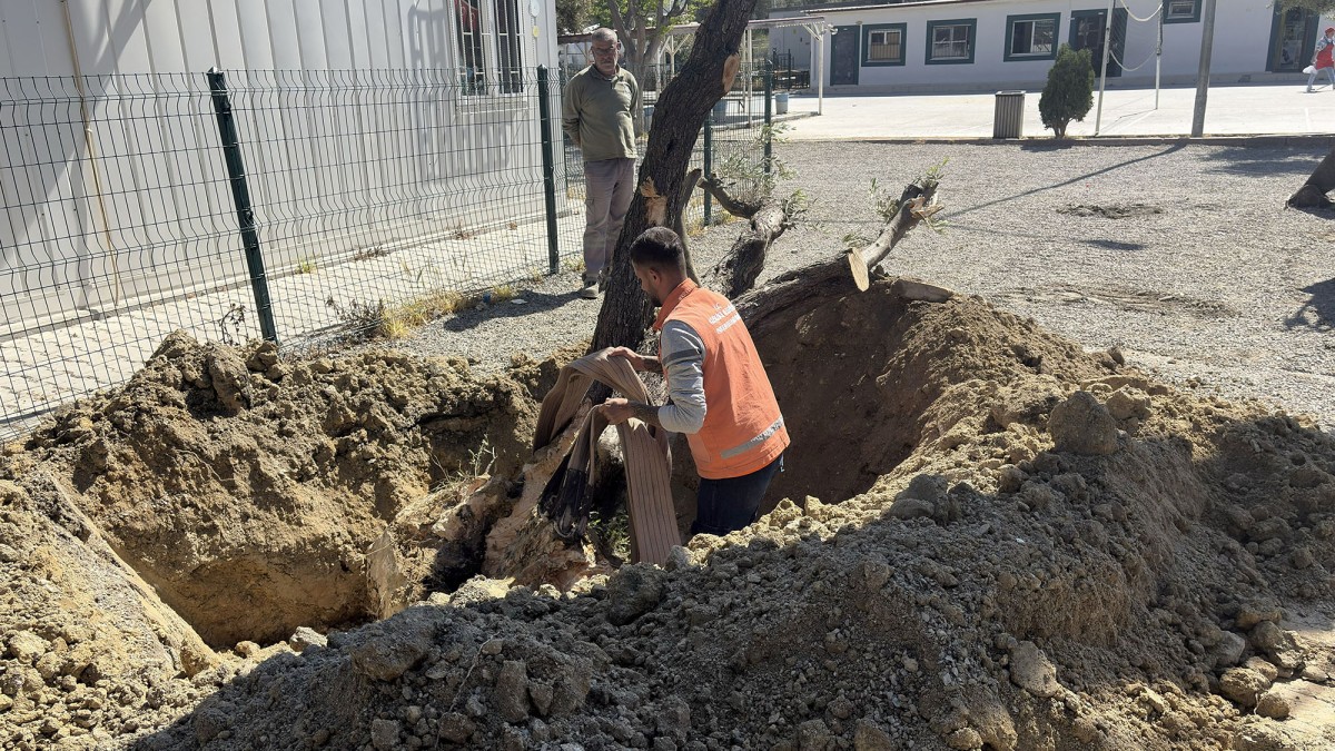 KUŞADASI BELEDİYESİ 410 AĞACI KESİLMEKTEN KURTARDI.