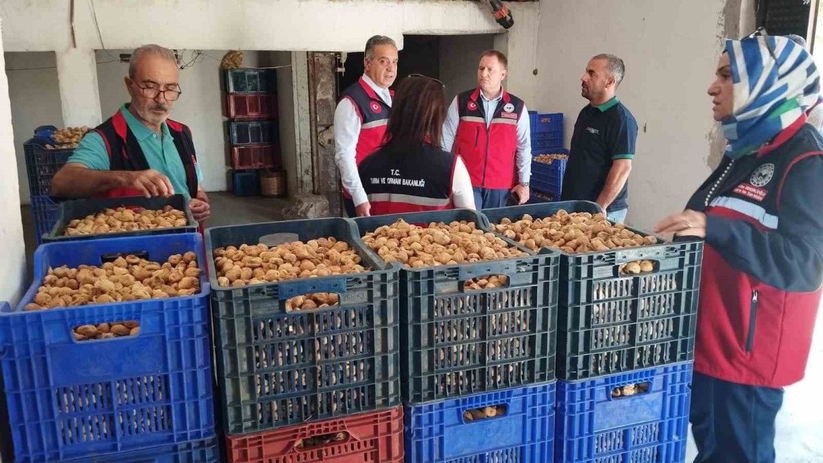 Aydın’da Kuru İncirin Güvenliği İçin Sahaya İnildi